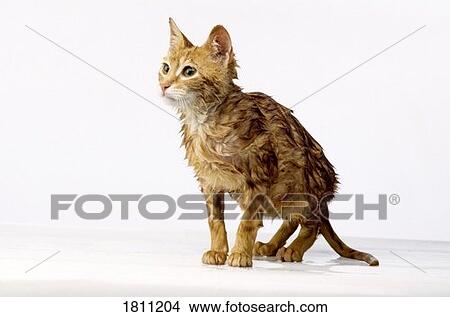 Wet cat Picture | 1811204 | Fotosearch