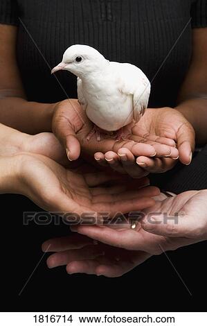 A woman holding a bird View Large Photo Image Picture - A woman holding a bird. Fotosearch