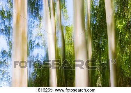 Blurred trees View Large Photo Image Stock Photography - Blurred trees. Fotosearch