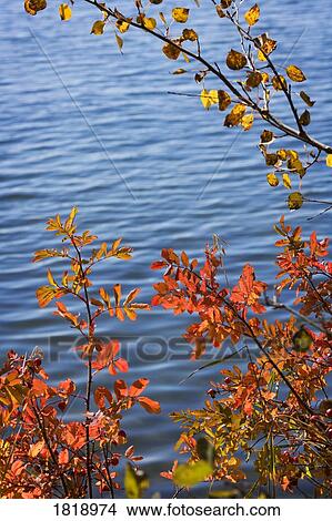 Picture - Branches hanging over a lake in the fall. Fotosearch