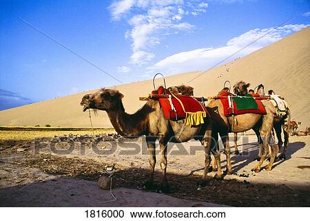 Stock Image - Camels in desert, Dunhuang, Gansu, China. Fotosearch