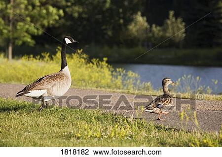 Canadian goose and a duck View Large Photo Image Stock Image - Canadian goose and a duck. Fotosearch