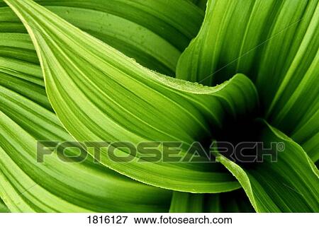 Close up of leaves, Glacier National Park, Montana, U. S. A View Large Photo Image Stock Photo - Close up of leaves, Glacier National Park, Montana, U. S. A. Fotosearch