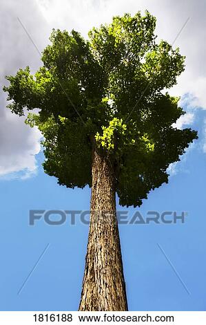 Deciduous tree View Large Photo Image Stock Photo - Deciduous tree. Fotosearch