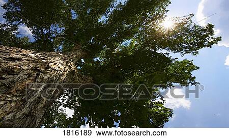 Stock Photo - Deciduous tree. Fotosearch