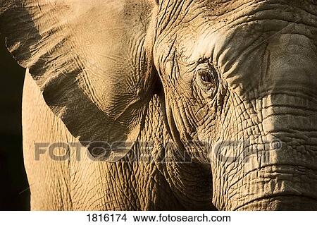 Picture - Elephant. Fotosearch