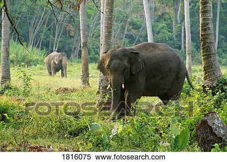 Stock Photography - Elephants in the forest . Fotosearch