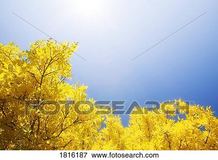 Fall colours View Large Photo Image Stock Photo - Fall colours. Fotosearch