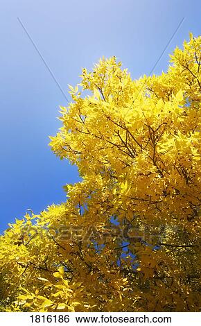 Fall colours View Large Photo Image Stock Photograph - Fall colours. Fotosearch