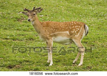 Fallow deer View Large Photo Image Stock Photograph - Fallow deer . Fotosearch