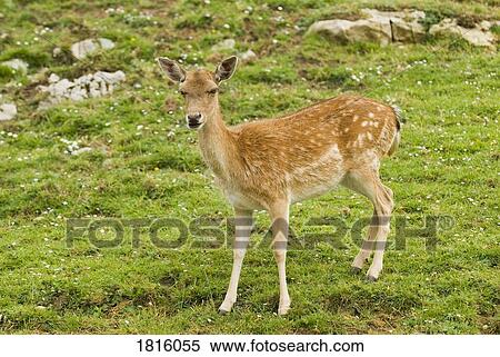 Stock Photography - Fallow deer . Fotosearch