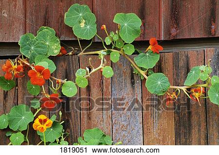 Flowering vine growing on a wooden door View Large Photo Image Stock Image - Flowering vine growing on a wooden door. Fotosearch