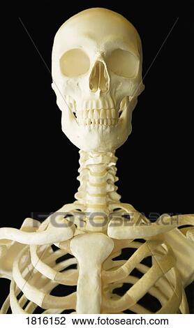 Human skeleton View Large Photo Image Stock Image - Human skeleton. Fotosearch