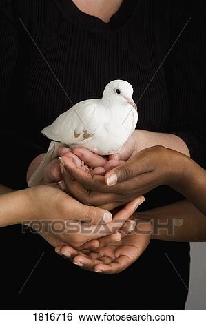 Stock Photograph - Many hands holding a dove. Fotosearch