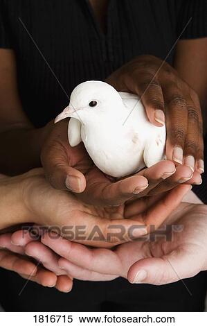 Stock Photography - Many hands holding a dove. Fotosearch