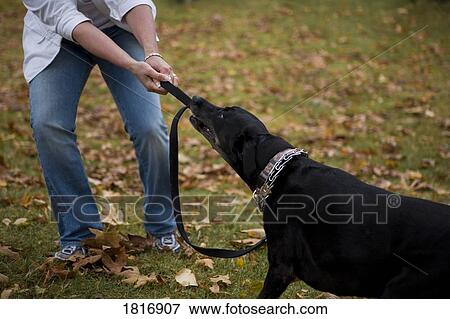 Owner trying to control dog View Large Photo Image Stock Photo - Owner trying to control dog . Fotosearch