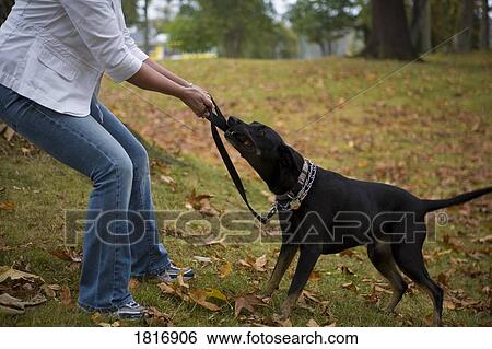 Owner trying to control dog View Large Photo Image Stock Photograph - Owner trying to control dog . Fotosearch