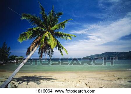 Picture - Palm tree and tropical beach in Phuket, Thailand . Fotosearch
