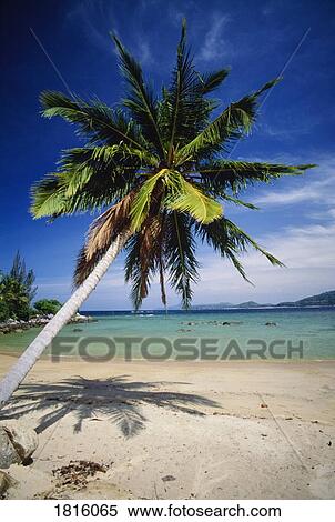 Palm tree and tropical beach in Phuket Thailand View Large Photo Image Stock Photography - Palm tree and tropical beach in Phuket Thailand . Fotosearch