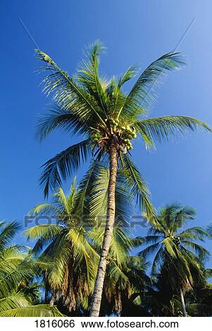Stock Photograph - Palm trees in Thailand. Fotosearch