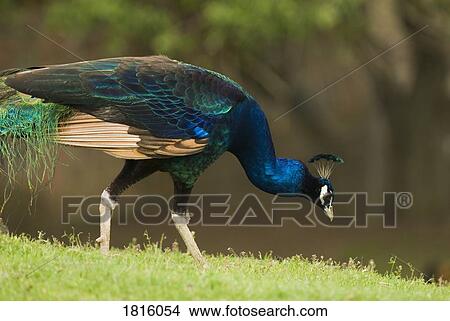 Peacock feeding View Large Photo Image Picture - Peacock feeding . Fotosearch