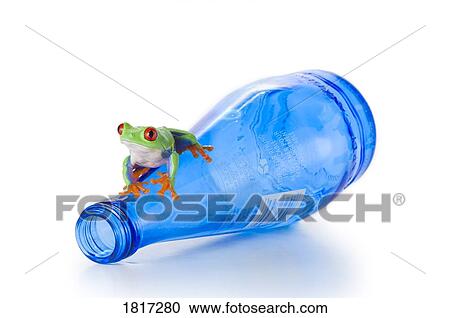 Red-eyed tree frog on a water bottle View Large Photo Image Stock Image - Red-eyed tree frog on a water bottle. Fotosearch