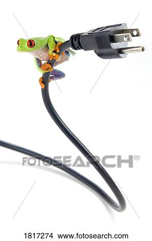 Red-eyed tree frog on electrical cord View Large Photo Image Picture - Red-eyed tree frog on electrical cord. Fotosearch