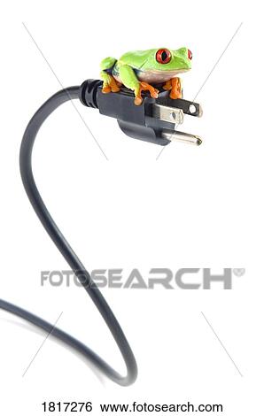 Red-eyed tree frog on electrical cord View Large Photo Image Stock Photograph - Red-eyed tree frog on electrical cord. Fotosearch