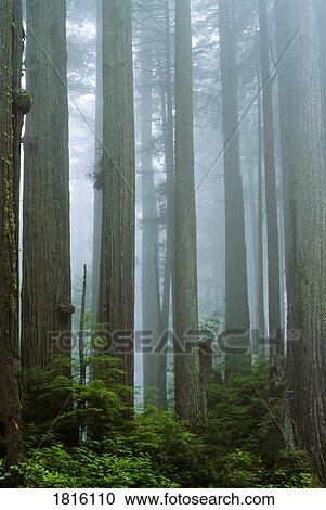 Stock Image - Redwood forest, Jedediah Smith Redwoods State Parks, California, USA. Fotosearch