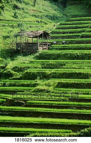 Rice fields, Longsheng, Guangxi province, China View Large Photo Image Stock Photography - Rice fields, Longsheng, Guangxi province, China. Fotosearch