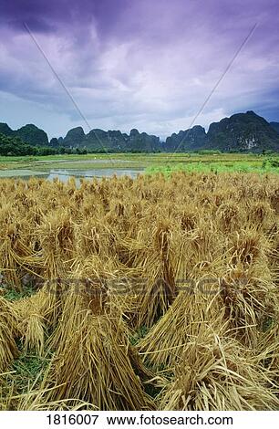 Stock Photo - Rice stooks, Guangxi, China,. Fotosearch