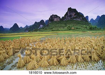 Rice stooks, Yangshuo, Guangxi, China View Large Photo Image Stock Image - Rice stooks, Yangshuo, Guangxi, China. Fotosearch