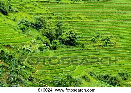 Rice Terraces in China View Large Photo Image Picture - Rice Terraces in China. Fotosearch