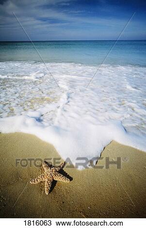 Stock Image - Star fish on tropical beach in Phuket, Thailand . Fotosearch