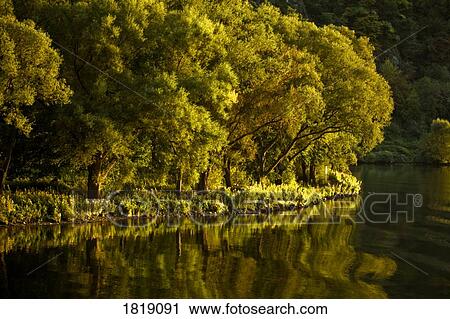 Stock Image - Trees along a riverbank. Fotosearch