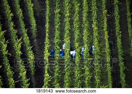 Vineyard View Large Photo Image Stock Image - Vineyard. Fotosearch