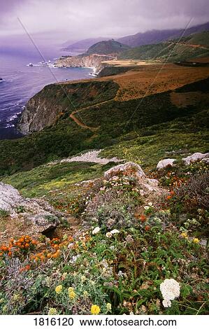 Wild flowers, Big Sur coastline, California, USA View Large Photo Image Stock Image - Wild flowers, Big Sur coastline, California, USA. Fotosearch