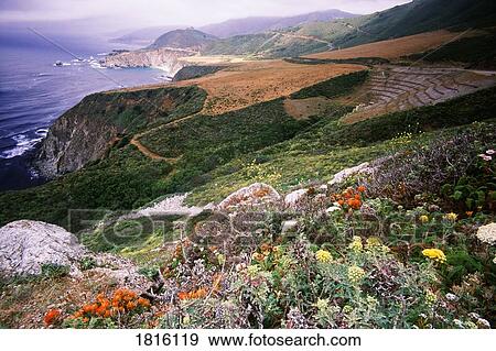 Wild flowers on the coastline of Big Sur, California, USA View Large Photo Image Stock Photo - Wild flowers on the coastline of Big Sur, California, USA. Fotosearch
