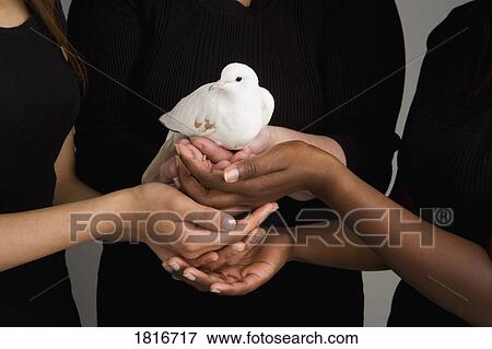 Women holding a dove View Large Photo Image Stock Photo - Women holding a dove. Fotosearch