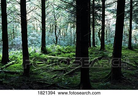 Picture - A forest in Highlands, Scotland. Fotosearch