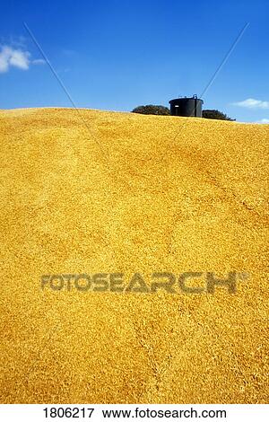 A mountain of barley grains View Large Photo Image Stock Photo - A mountain of barley grains. Fotosearch