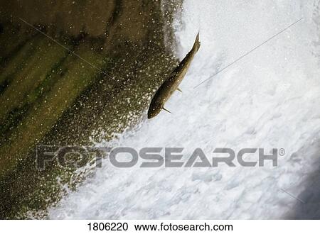 A salmon leaping out of water View Large Photo Image Stock Image - A salmon leaping out of water. Fotosearch