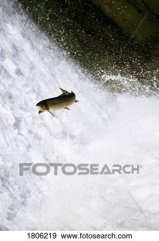 Stock Photo - A salmon leaping out of water. Fotosearch