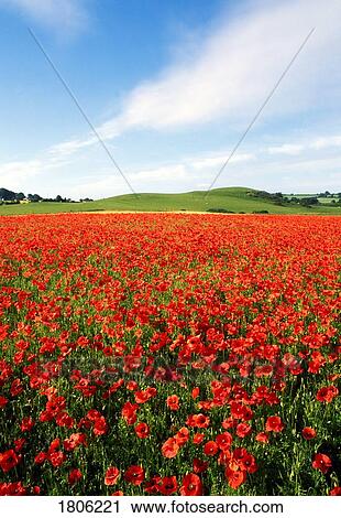 A sea of wild poppies View Large Photo Image Stock Image - A sea of wild poppies. Fotosearch