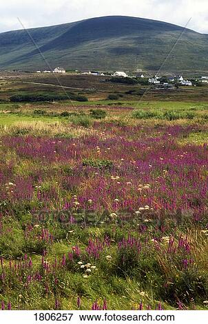 Achill Island, Co Mayo, Ireland View Large Photo Image Stock Photo - Achill Island, Co Mayo, Ireland. Fotosearch