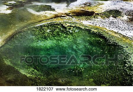Algae in a hot spring in Yellowstone National Park, Wyoming, USA View Large Photo Image Stock Photo - Algae in a hot spring in Yellowstone National Park, Wyoming, USA. Fotosearch