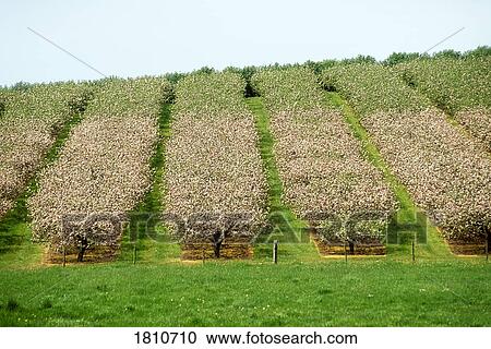Apple orchard in blossom, Co Armagh, Ireland View Large Photo Image Stock Image - Apple orchard in blossom, Co Armagh, Ireland. Fotosearch