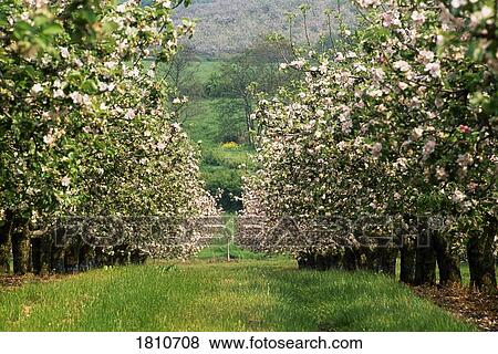 Apple orchard in blossom, Co Armagh, Ireland View Large Photo Image Stock Photo - Apple orchard in blossom, Co Armagh, Ireland. Fotosearch