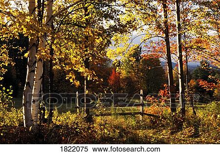 Stock Photography - Autumn trees. Fotosearch