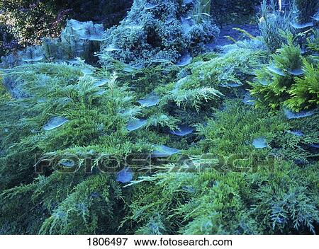 Autumnal Cobwebs View Large Photo Image Stock Photo - Autumnal Cobwebs. Fotosearch